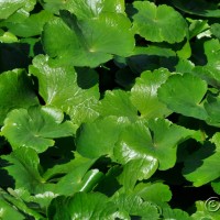 Floating pennywort