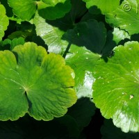 Floating pennywort