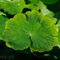 Floating pennywort