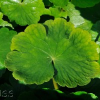 Floating pennywort