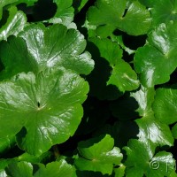 Floating pennywort