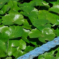 Floating pennywort