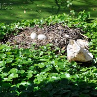 Floating pennywort