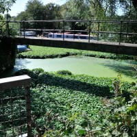 Floating pennywort