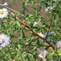 Michaelmas daisy