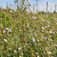 Michaelmas daisy