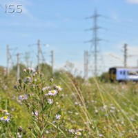 Michaelmas daisy