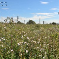 Michaelmas daisy