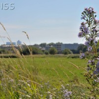 Michaelmas daisy