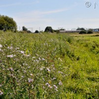 Michaelmas daisy
