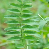 Goat's Rue