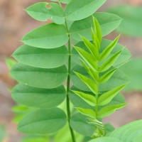 Goat's Rue