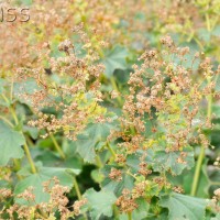 Garden Alchemilla