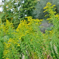 Canadian Goldenrod