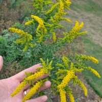 Canadian Goldenrod