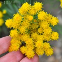 Goldilocks Aster