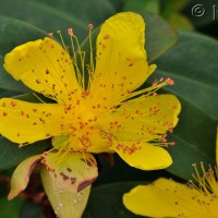 Rose of Sharon