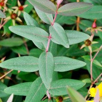 Irish Tutsan,