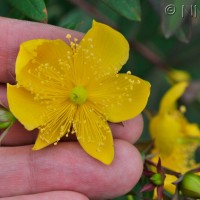 Irish Tutsan