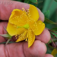 Irish Tutsan