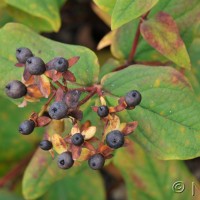 Tutsan