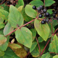 Tutsan