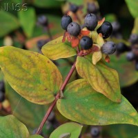 Tutsan