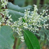 Giant Knotweed