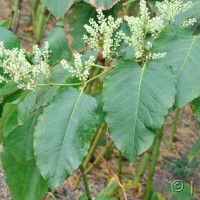 Giant Knotweed