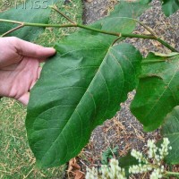 Giant Knotweed
