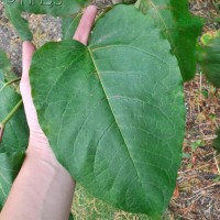 Giant Knotweed