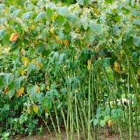 Giant Knotweed
