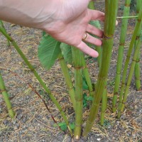 Giant Knotweed