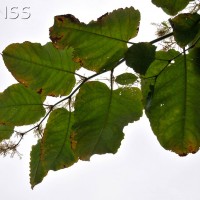 Giant Knotweed