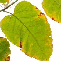 Giant Knotweed