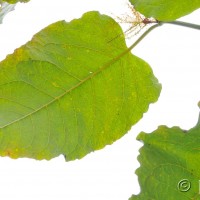 Giant Knotweed