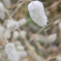 Hare's-Tail