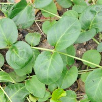 Greater Periwinkle