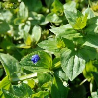 Blue Pimpernell