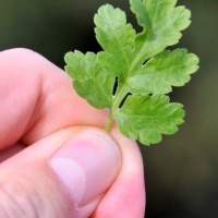 Feverfew