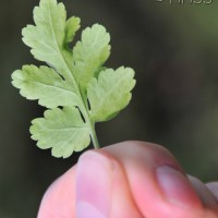 Feverfew