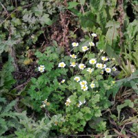Feverfew