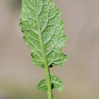Hoary Mustard