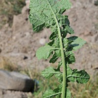 Hoary Mustard