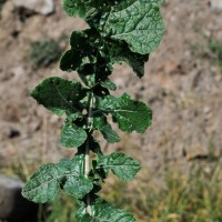 Hoary Mustard