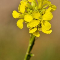 Hoary Mustard