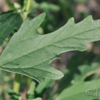 Fig-leaved Goosefoot