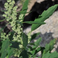 Fig-leaved Goosefoot