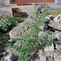 Fig-leaved Goosefoot