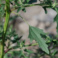Fig-leaved Goosefoot